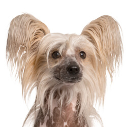 チャイニーズクレステッドドッグ