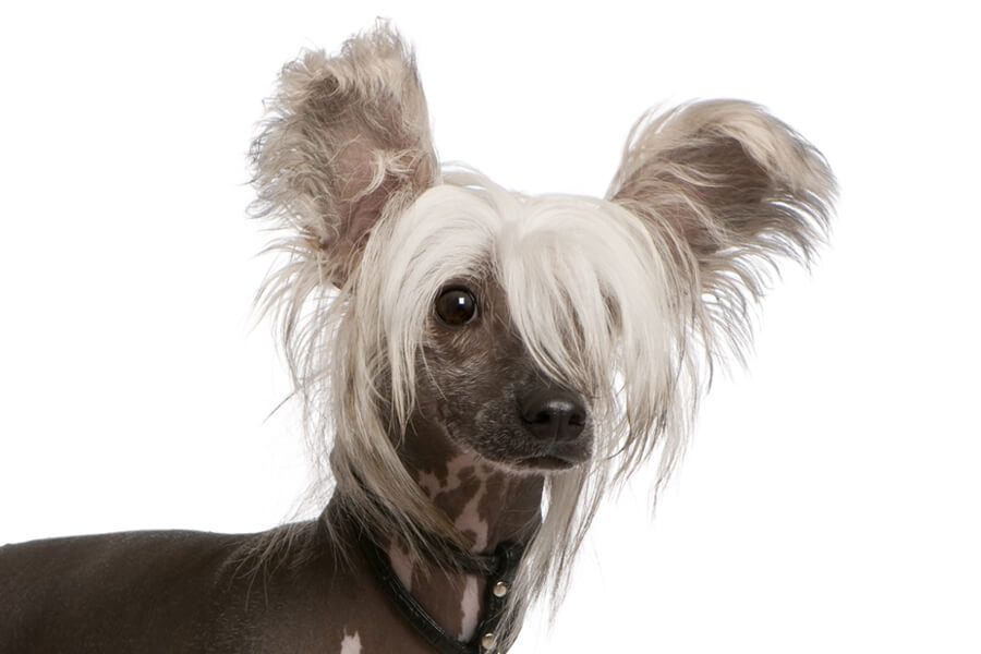 チャイニーズ・クレステッド：犬種の特徴と飼い方