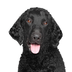 カーリーコーテッドレトリバー