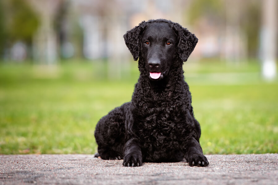 カーリーコーテッドレトリバーってどんな犬？歴史・性格・飼い方