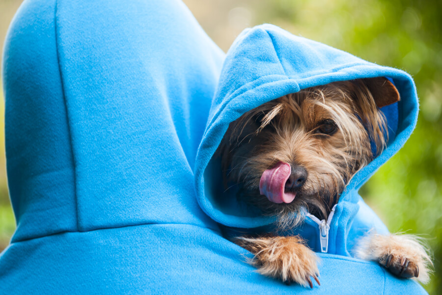 愛犬との同行避難は率先して行おう
