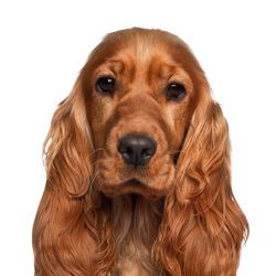 イングリッシュコッカースパニエル