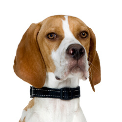 イングリッシュポインター