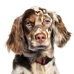 イングリッシュセッター