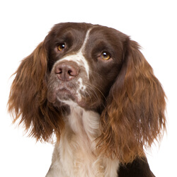 イングリッシュスプリンガースパニエル