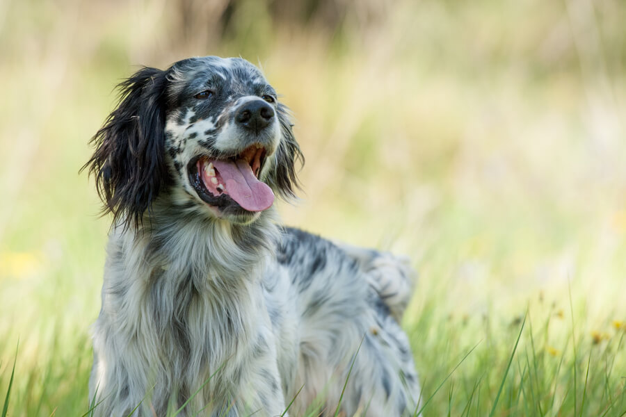 イングリッシュセッターってどんな犬 歴史 性格 飼い方について わんこラボ