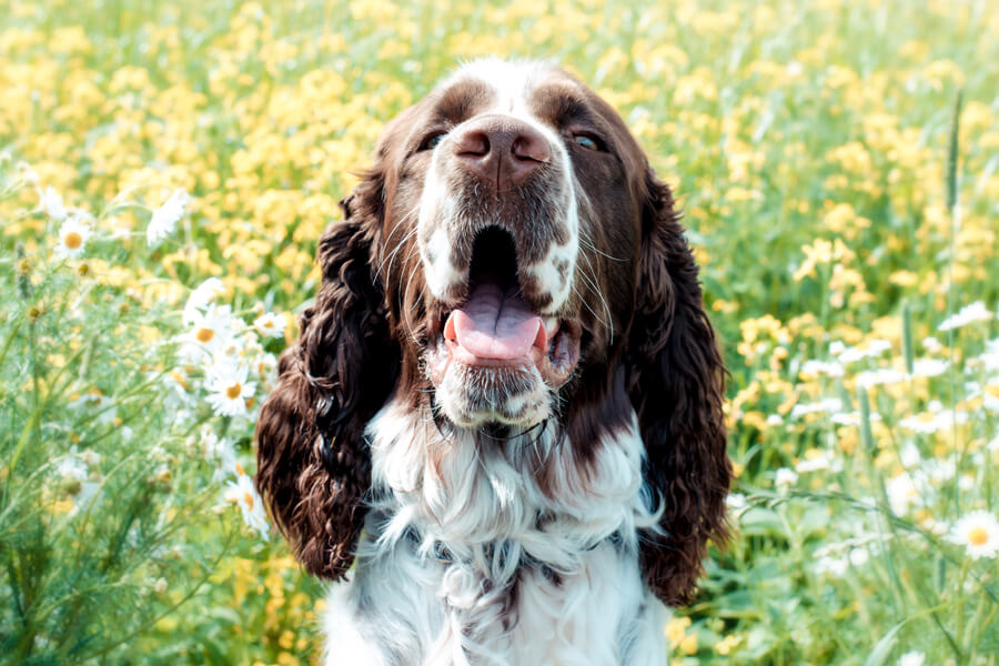 イングリッシュスプリンガースパニエルってどんな犬？歴史・性格・飼い方について