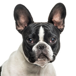 フレンチブルドッグ