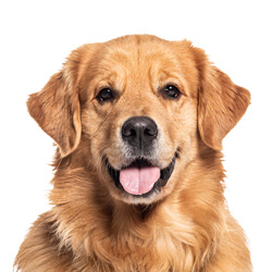 ゴールデンレトリバー