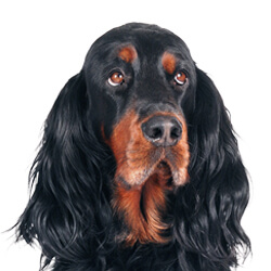 ゴードンセッター