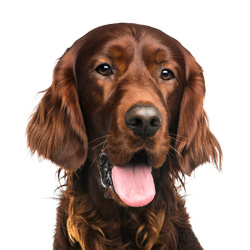 アイリッシュセッター