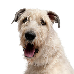 アイリッシュウルフハウンド