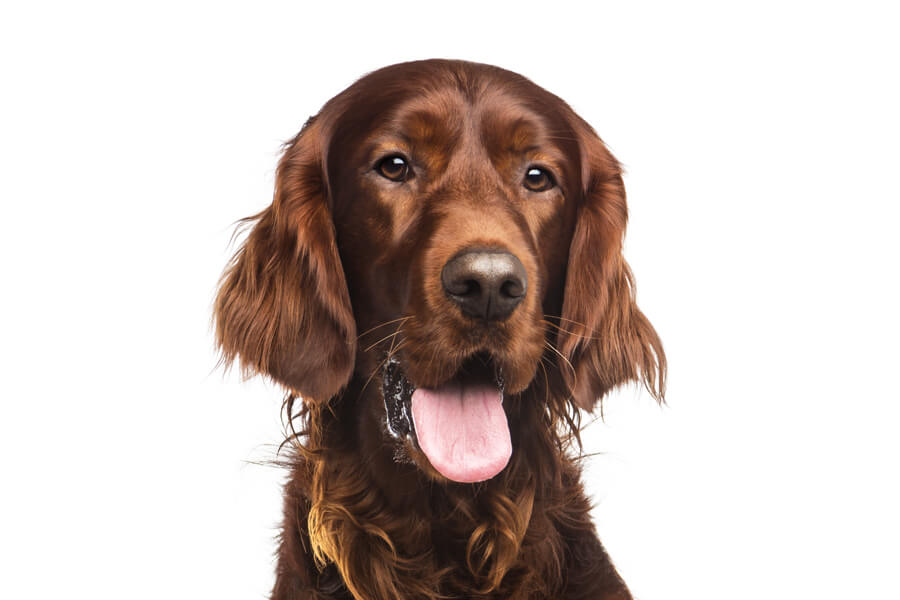 砂*糖様 アイリッシュセッター 27犬刻 砂*糖様 アイリッシュセッター 27犬刻 アイリッシュ・セッター｜ペット