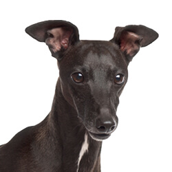 イタリアングレーハウンド