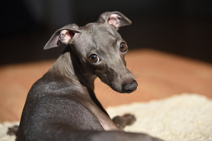イタリアングレーハウンド(イタグレ)ってどんな犬種?歴史や飼い方、性格・特徴について