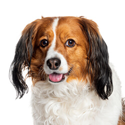 コーイケルホンディエ