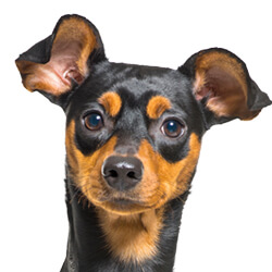 ミニチュアピンシャー