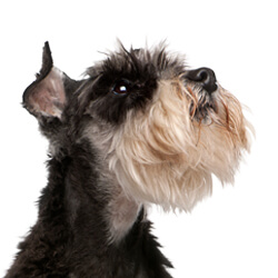 ミニチュアシュナウザー