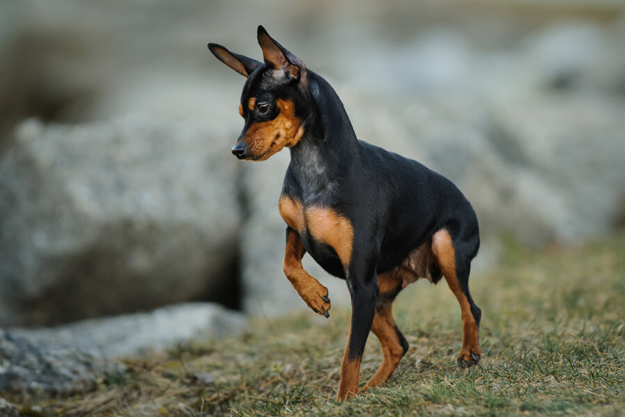 ミニチュアピンシャーってどんな犬 歴史 性格 飼い方について わんこラボ