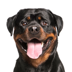 ロットワイラー