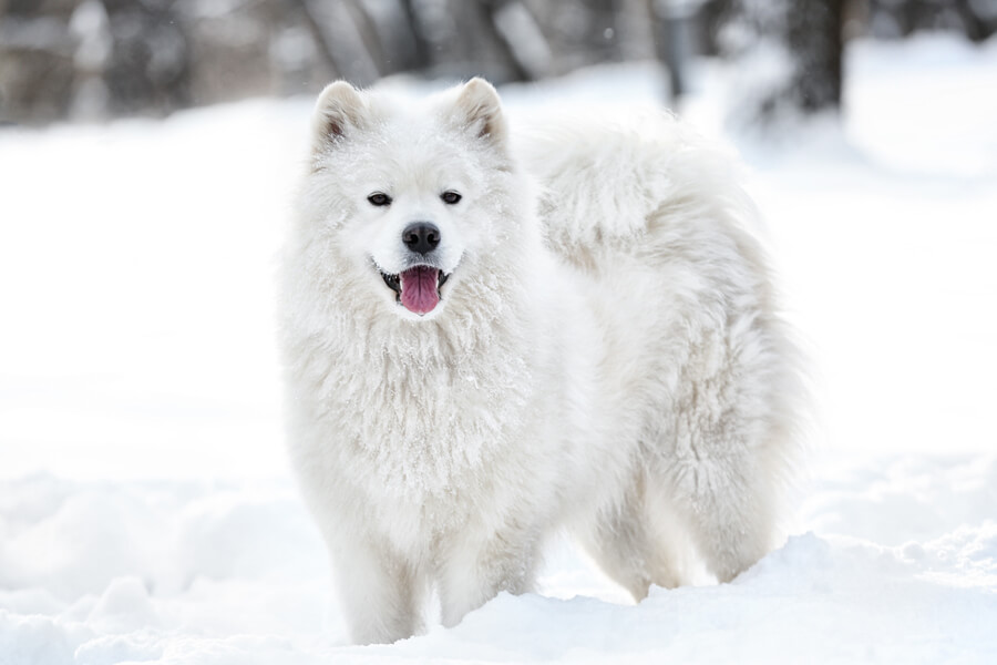 サモエドってどんな犬？歴史・性格・飼い方について｜わんこラボ