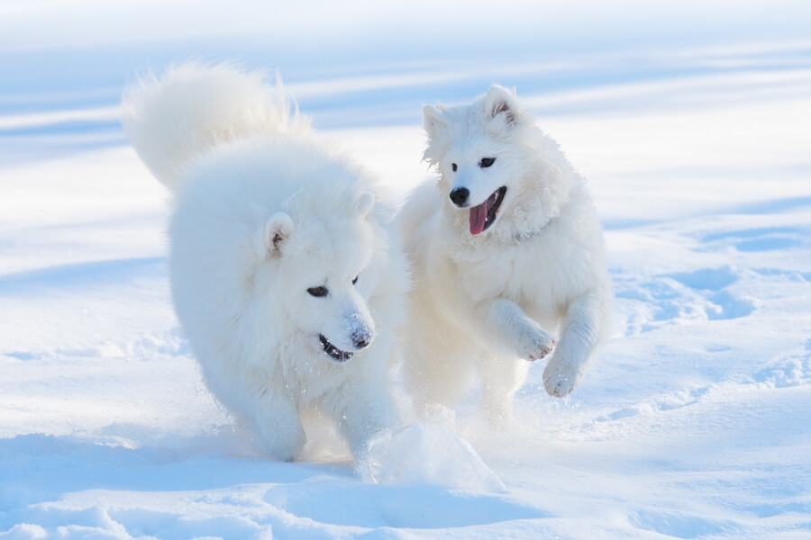 サモエドってどんな犬？歴史・性格・飼い方について｜わんこラボ