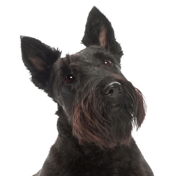 スコティッシュテリア