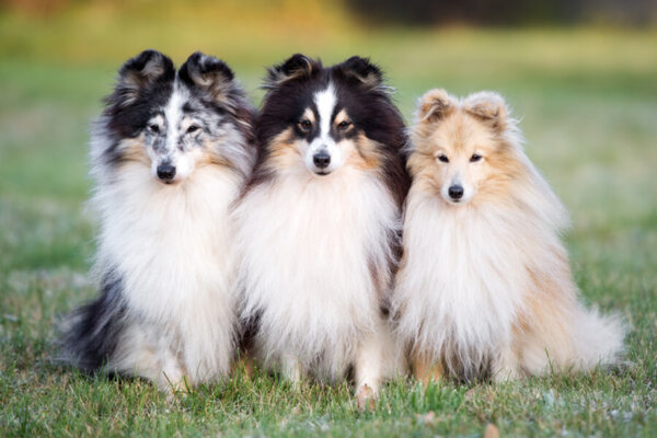 シェルティーは一人暮らしでも飼える?犬種別の飼い方に関する基礎知識と注意点