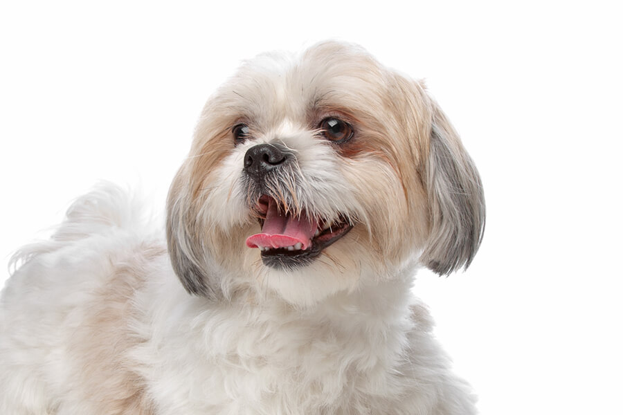 シーズーってどんな犬？歴史・性格・飼い方について｜わんこラボ
