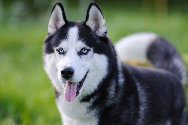シベリアンハスキーは抜け毛が多いって本当?犬種別の飼い方に関する基礎知識と注意点