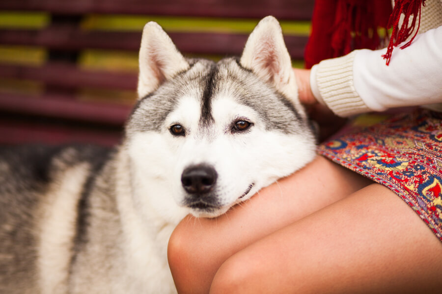 シベリアンハスキーは抜け毛が多いって本当 犬種別の飼い方に関する基礎知識と注意点 わんこラボ