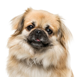 チベタンスパニエル