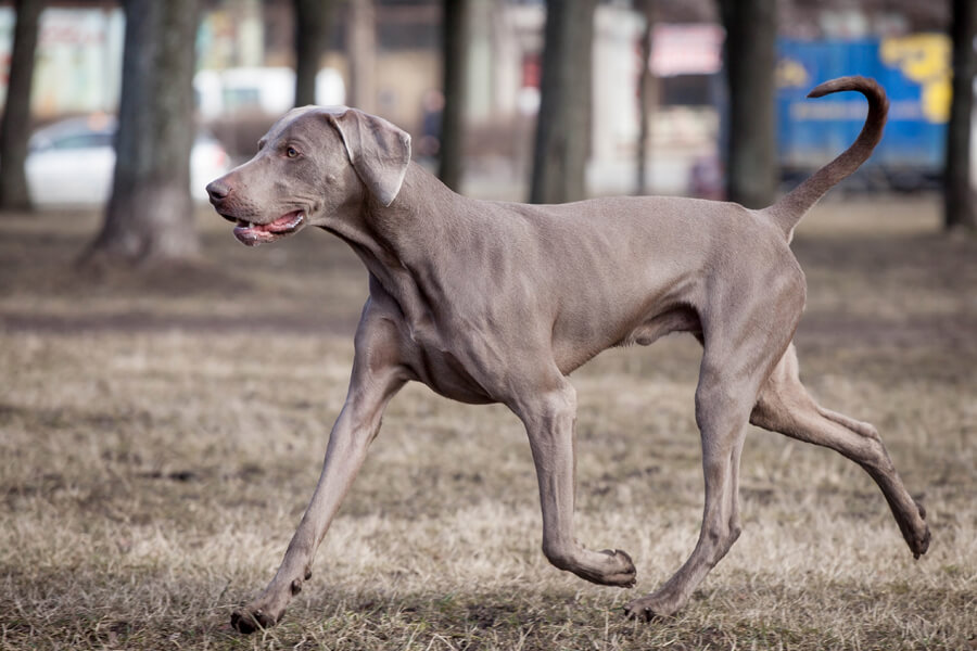 ワイマラナーってどんな犬 歴史 性格 飼い方について わんこラボ