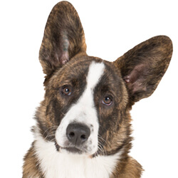 ウェルシュコーギーカーディガン