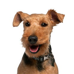 ウェルシュテリア