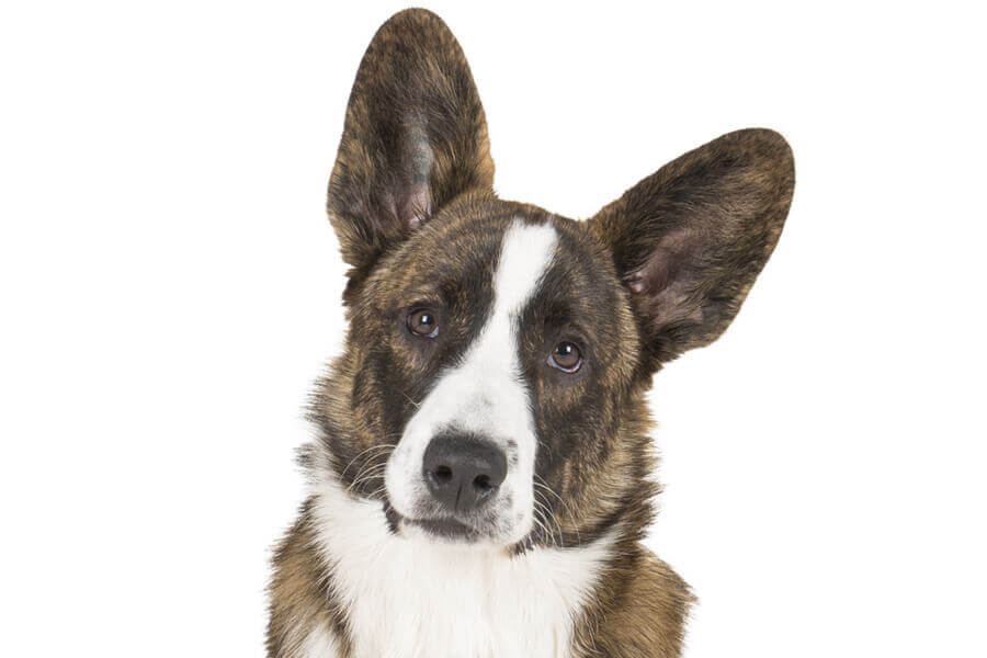 ウェルシュコーギーカーディガンってどんな犬？歴史・性格・飼い方