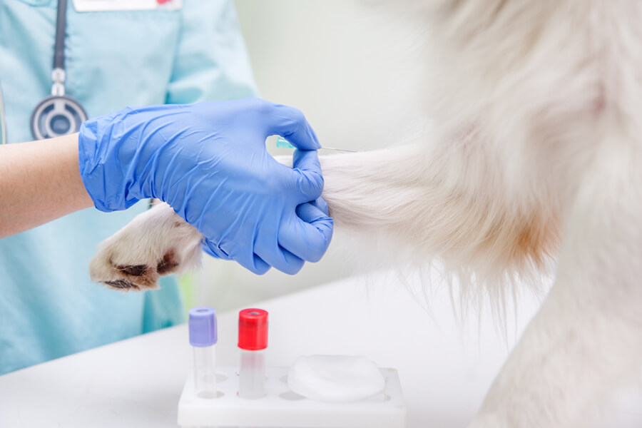 犬の血液型は何種類？診断方法と輸血、供血犬について