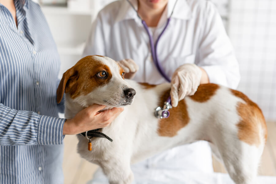 犬の血液型は何種類？診断方法と輸血、供血犬について｜わんこラボ