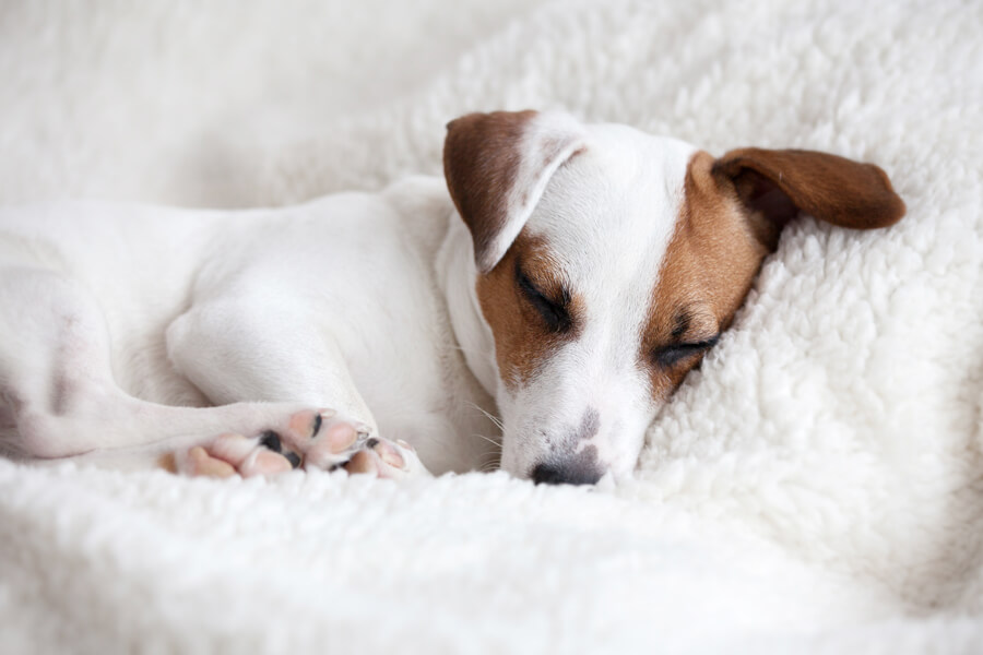 犬の睡眠時間はどれくらい？睡眠が浅い・短い理由と犬種・年齢との関連性