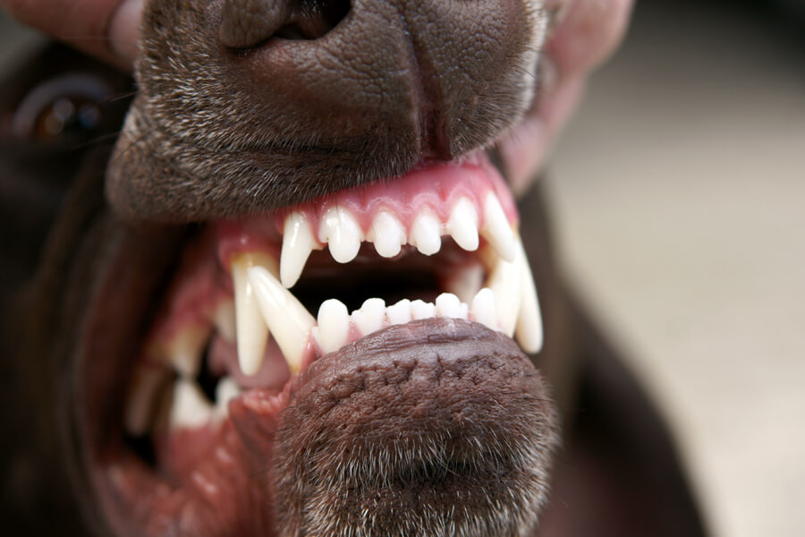 犬の歯の構造は？本数・種類・噛み合わせについて解説