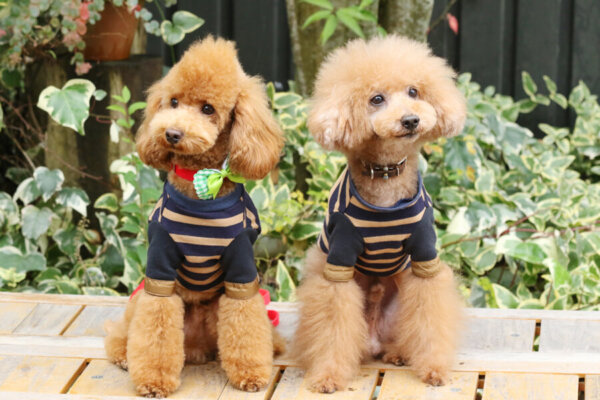 犬に洋服を着せるメリット・デメリットは?選び方とNGな服の特徴