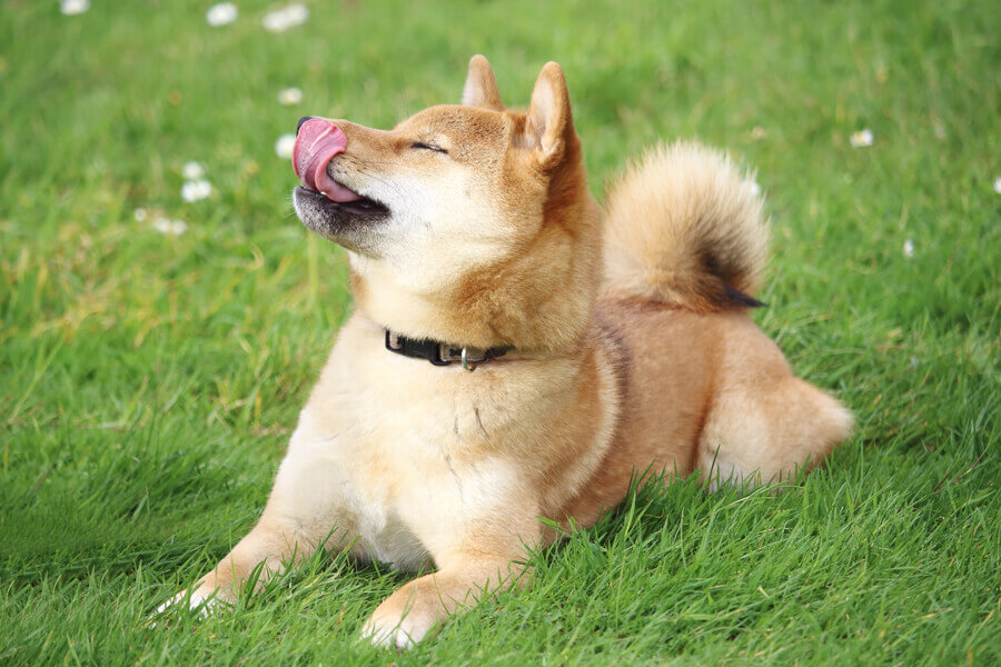 犬にも花粉症があるって知ってた？くしゃみや鼻水などの症状・対策