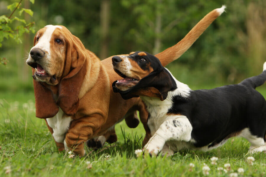 犬にも花粉症があるって知ってた くしゃみや鼻水などの症状 対策 わんこラボ