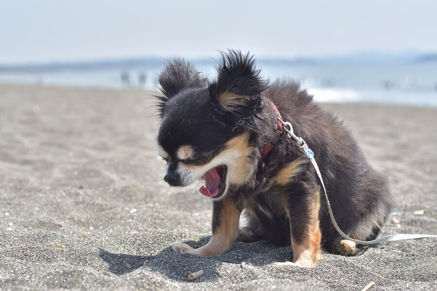 犬の 逆くしゃみ って一体なに 逆くしゃみの原因と対処法 わんこラボ