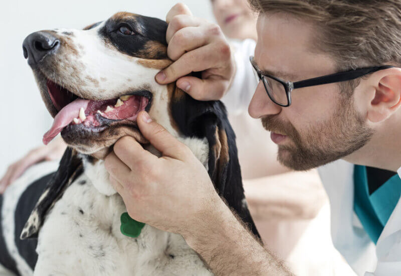 犬の習性 愛犬が飼い主の足元で寝るときの心理とは 犬が寝る位置で分かる愛犬との信頼度 わんこラボ