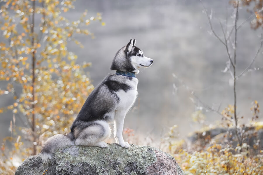 角膜内皮ジストロフィーってどんな病気 原因や症状 好発犬種や治療 予防法について わんこラボ