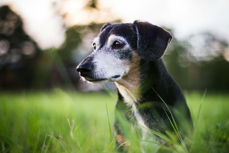 角膜内皮ジストロフィーってどんな病気 原因や症状 好発犬種や治療 予防法について わんこラボ