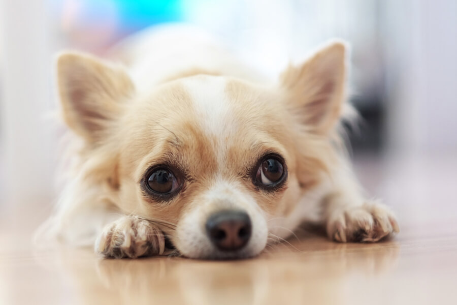 角膜内皮ジストロフィーってどんな病気 原因や症状 好発犬種や治療 予防法について わんこラボ