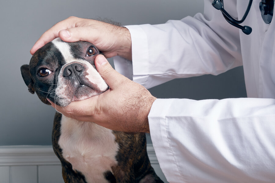 角膜内皮ジストロフィーってどんな病気 原因や症状 好発犬種や治療 予防法について わんこラボ