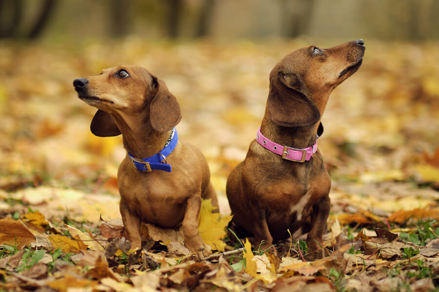 角膜内皮ジストロフィーってどんな病気 原因や症状 好発犬種や治療 予防法について わんこラボ